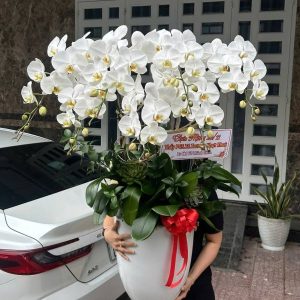 lan hồ điệp