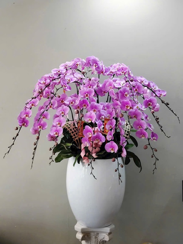 Lan Hồ Điệp nhiều cành