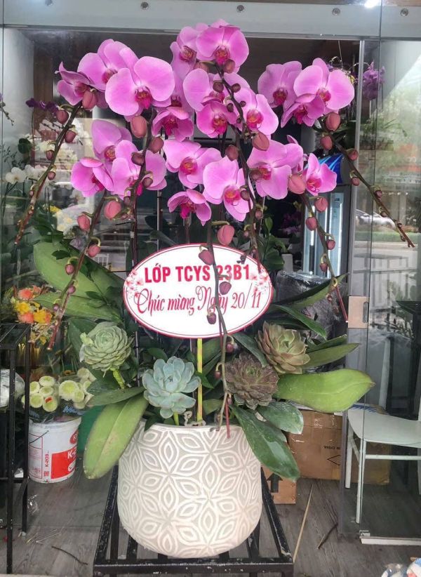 Lan Hồ Điệp tím mừng ngày 20/11