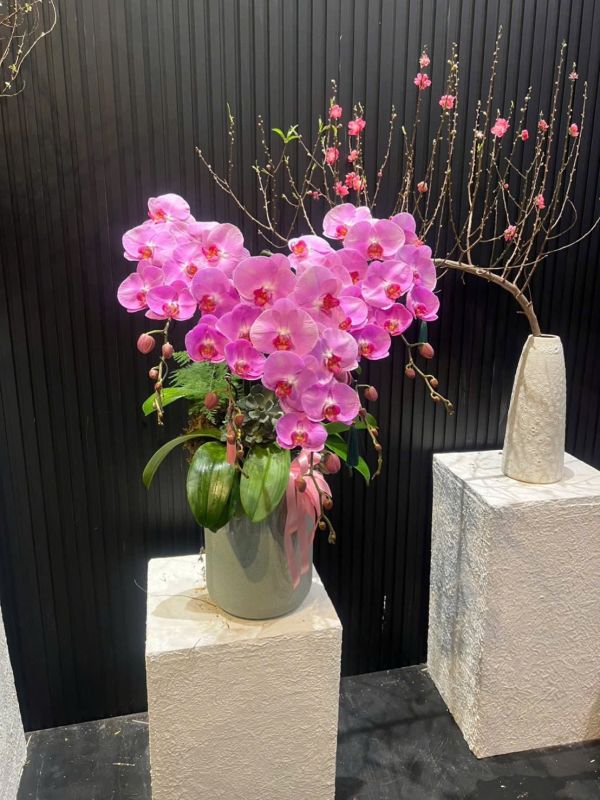 Lan Hồ Điệp tím