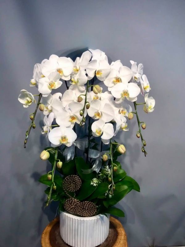 Lan Hồ Điệp trắng
