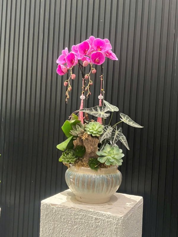 Chậu Lan Hồ Điệp nhỏ