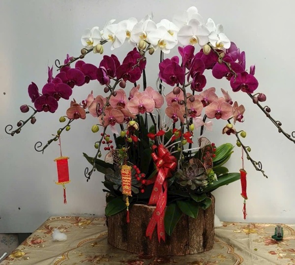 Chậu Lan Hồ Điệp