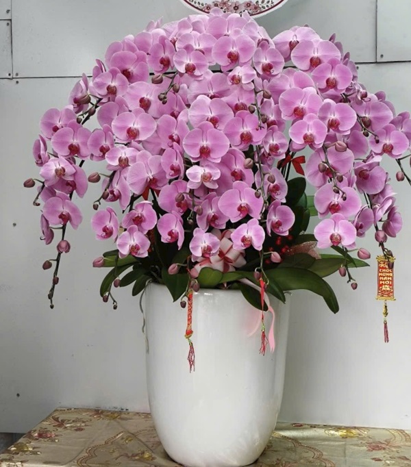 Lan Hồ Điệp hồng