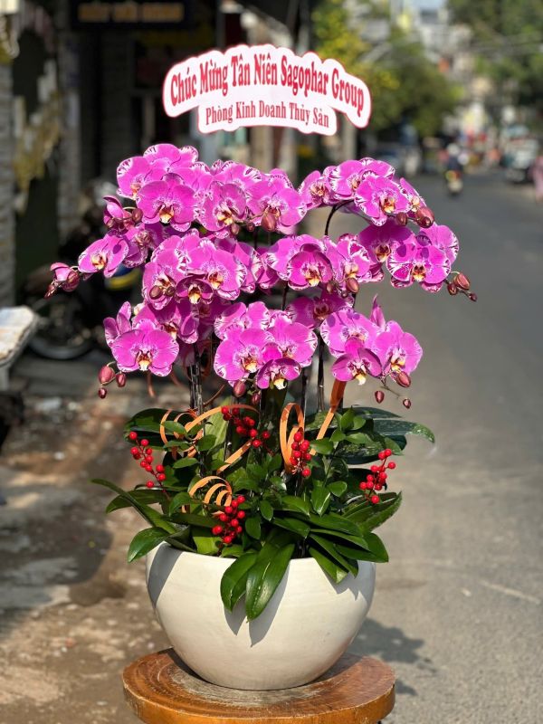 Lan Hồ Điệp tím