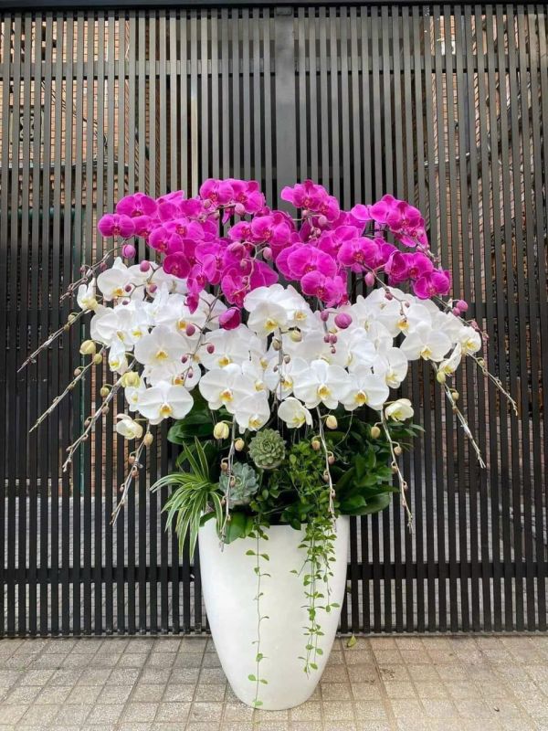 Lan Hồ Điệp nhiều cành