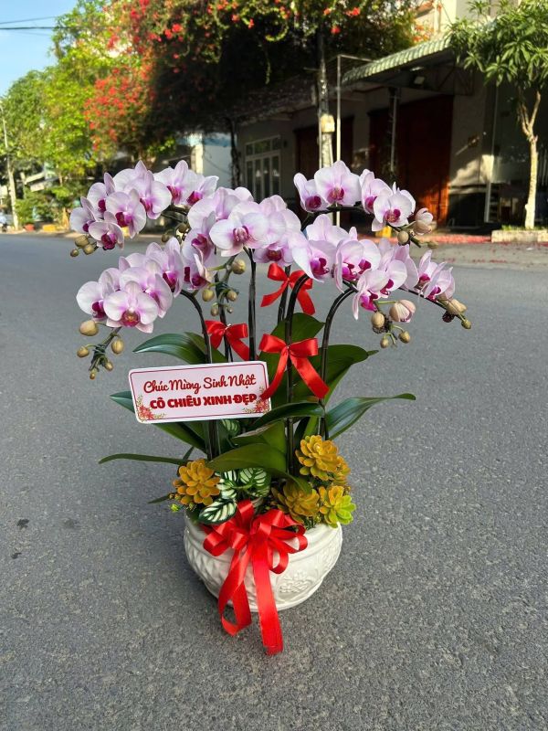 Hoa chúc mừng hoa Lan