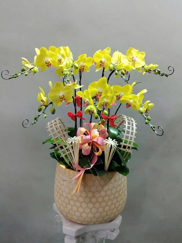 Lan Hồ Điệp vàng mừng khai trương