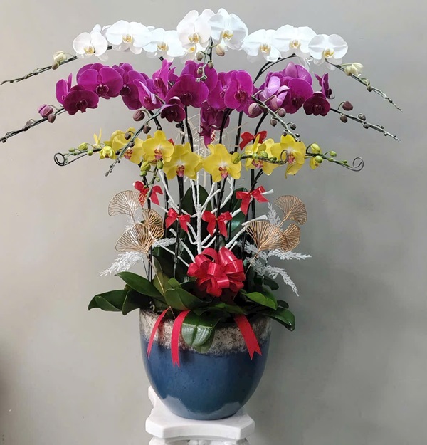 Lan Hồ Điệp mừng khai trương