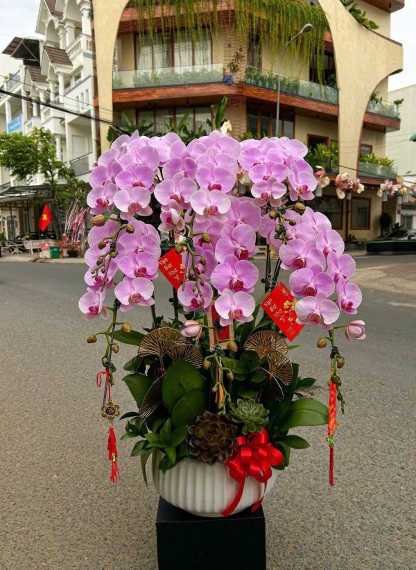Lan Hồ Điệp mừng khai trương