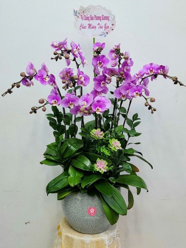 Lan Hồ Điệp tặng đối tác, khách hàng