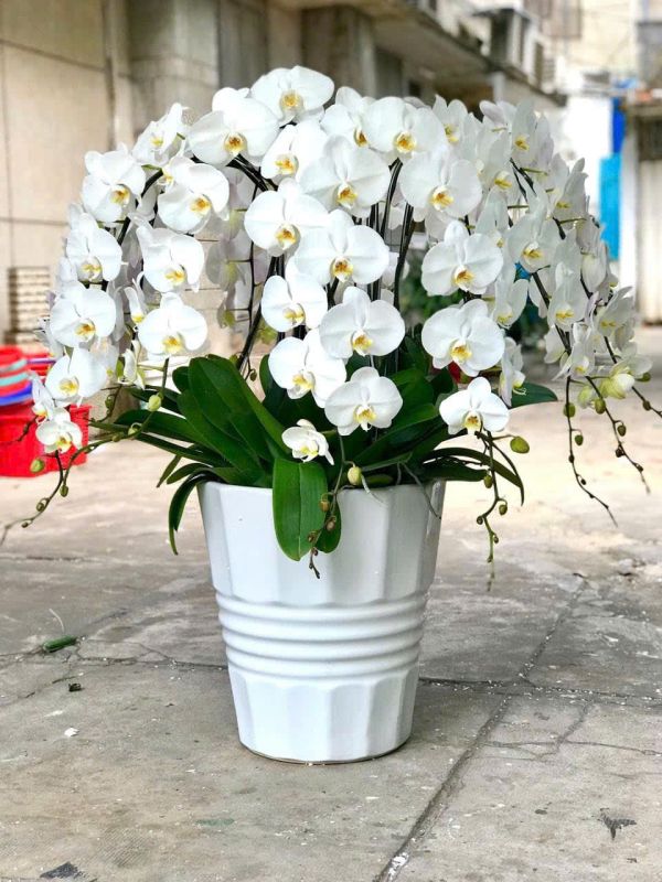 Lan Hồ Điệp trắng tặng người thân