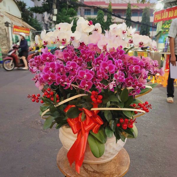 Lan Hồ Điệp tặng người thân